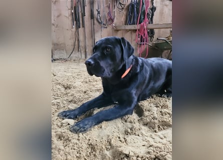 Deckrüde - Labrador-Retriever - Arne von Lammertshof – schwarz – kein Verkauf