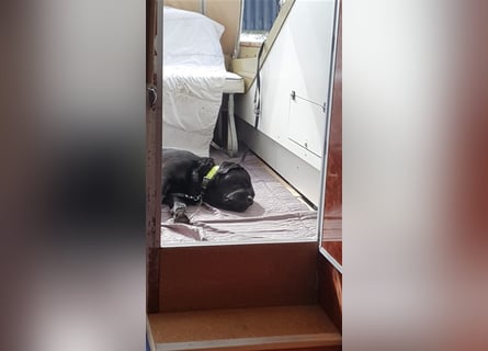 Deckrüde - Labrador-Retriever - Arne von Lammertshof – schwarz – kein Verkauf