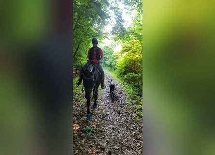 Deckrüde - Labrador-Retriever - Arne von Lammertshof – schwarz – kein Verkauf
