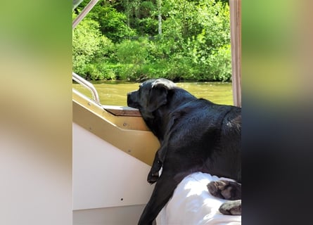 Deckrüde - Labrador-Retriever - Arne von Lammertshof – schwarz – kein Verkauf