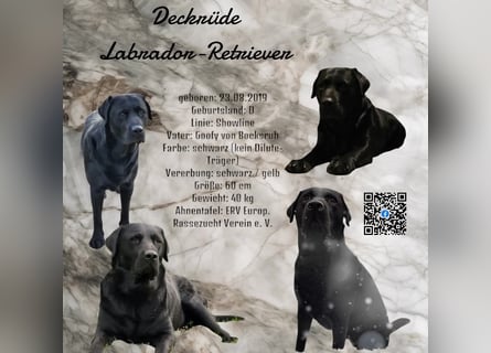 Deckrüde - Labrador-Retriever - Arne von Lammertshof – schwarz – kein Verkauf
