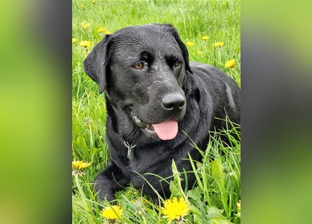 Deckrüde - Labrador-Retriever - Arne von Lammertshof – schwarz – kein Verkauf