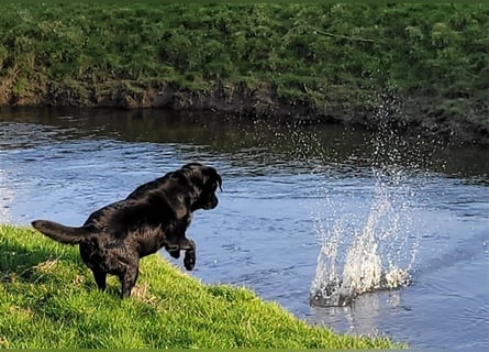 Deckrüde - Labrador-Retriever - Arne von Lammertshof – schwarz – kein Verkauf