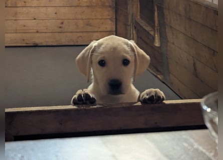 Liebevolle Labrador-Welpen suchen ein Zuhause