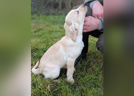 Liebevolle Labrador-Welpen suchen ein Zuhause