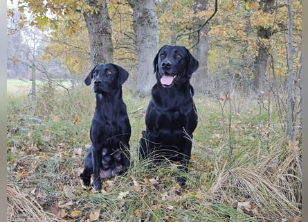 Liebevolle Labrador-Welpen suchen ein Zuhause