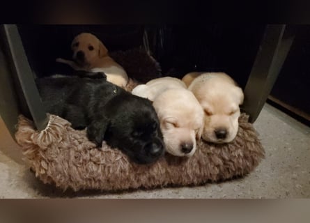 Liebevolle Labrador-Welpen suchen ein Zuhause