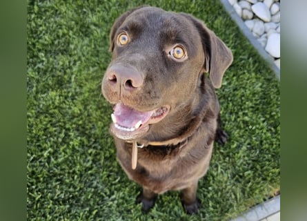 Labradormädchen Bella - kinderlieb, stubenrein, freundlich, verspielt