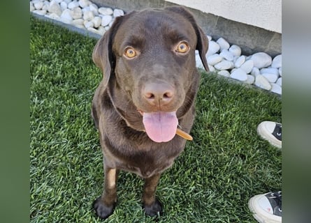 Labradormädchen Bella - kinderlieb, stubenrein, freundlich, verspielt
