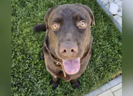 Labradormädchen Bella - kinderlieb, stubenrein, freundlich, verspielt