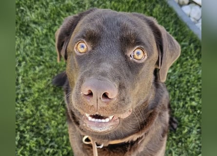 Labradormädchen Bella - kinderlieb, stubenrein, freundlich, verspielt