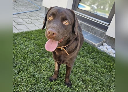 Labradormädchen Bella - kinderlieb, stubenrein, freundlich, verspielt