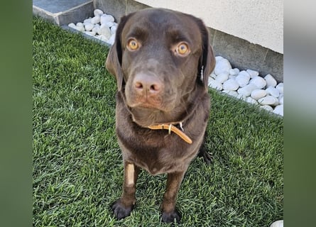 Labradormädchen Bella - kinderlieb, stubenrein, freundlich, verspielt