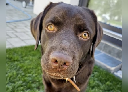Labradormädchen Bella - kinderlieb, stubenrein, freundlich, verspielt