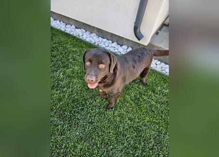 Labradormädchen Bella - kinderlieb, stubenrein, freundlich, verspielt