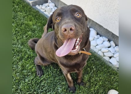 Labradormädchen Bella - kinderlieb, stubenrein, freundlich, verspielt