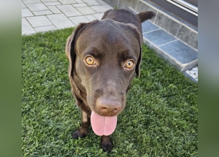 Labradormädchen Bella - kinderlieb, stubenrein, freundlich, verspielt