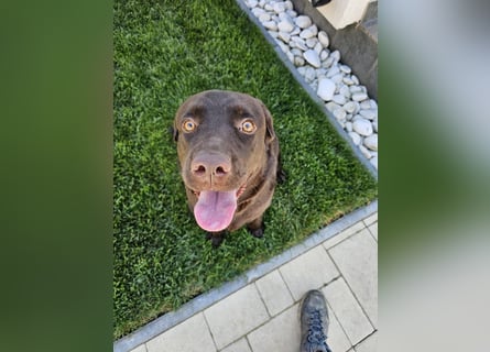 Labradormädchen Bella - kinderlieb, stubenrein, freundlich, verspielt