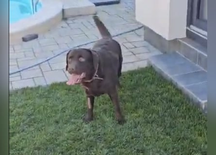 Labradormädchen Bella - kinderlieb, stubenrein, freundlich, verspielt