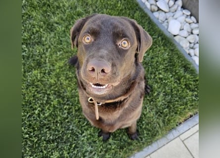 Labradormädchen Bella - kinderlieb, stubenrein, freundlich, verspielt