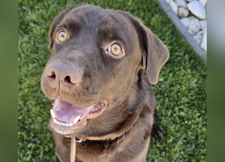 Labradormädchen Bella - kinderlieb, stubenrein, freundlich, verspielt