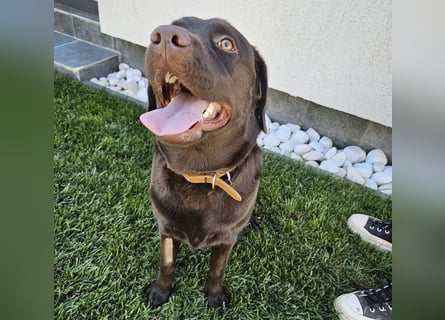Labradormädchen Bella - kinderlieb, stubenrein, freundlich, verspielt