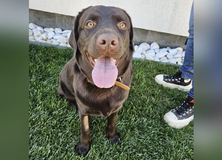Labradormädchen Bella - kinderlieb, stubenrein, freundlich, verspielt