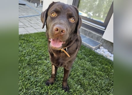 Labradormädchen Bella - kinderlieb, stubenrein, freundlich, verspielt