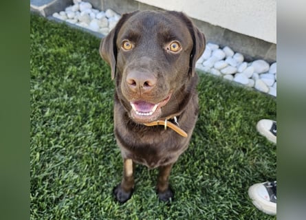 Labradormädchen Bella - kinderlieb, stubenrein, freundlich, verspielt
