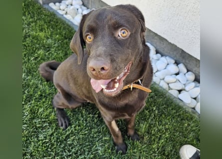 Labradormädchen Bella - kinderlieb, stubenrein, freundlich, verspielt