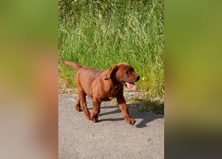 Zwei Labrador Retriever Welpen Dark Foxred