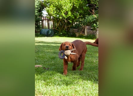 Zwei Labrador Retriever Welpen Dark Foxred