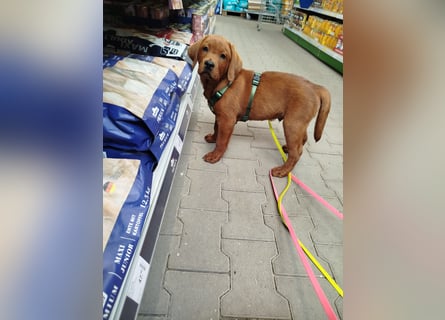 Zwei Labrador Retriever Welpen Dark Foxred