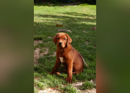 Zwei Labrador Retriever Welpen Dark Foxred