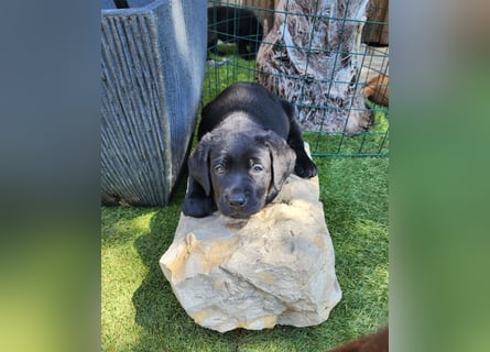 Zuckersüße Labrador Welpen schwarz und foxred mit Ahnentafel und EU Impfbuch