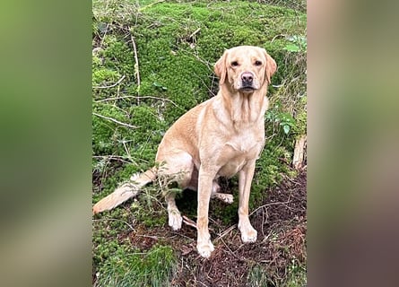 6-jähriger Labradorrüde
