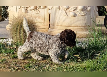Lagotto con pedigre export rosa