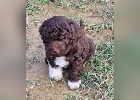 Lagotto con pedigre export rosa