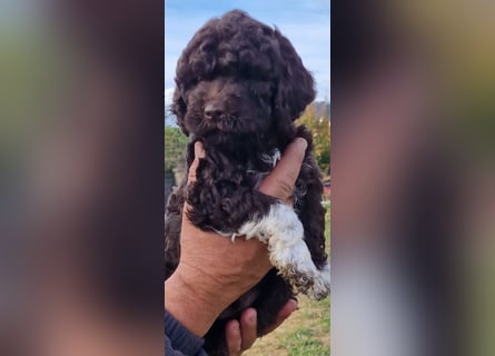 Lagotto con pedigre export rosa