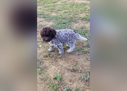 Lagotto con pedigre export rosa