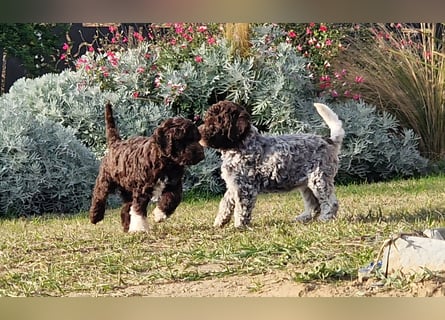 Lagotto con pedigre export rosa