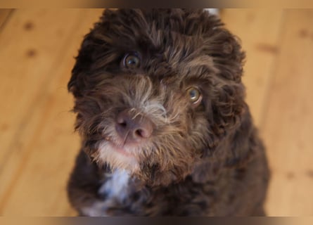 Lagotto Romagnolo Hündin mit LRWD e.V./ VDH Papieren