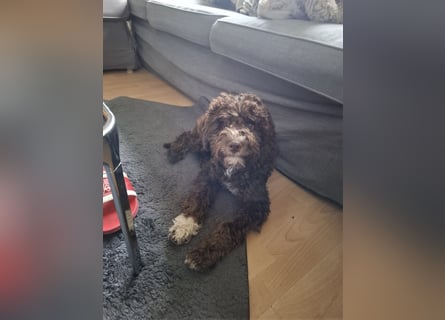 Lagotto Romagnolo Hündin mit LRWD e.V./ VDH Papieren