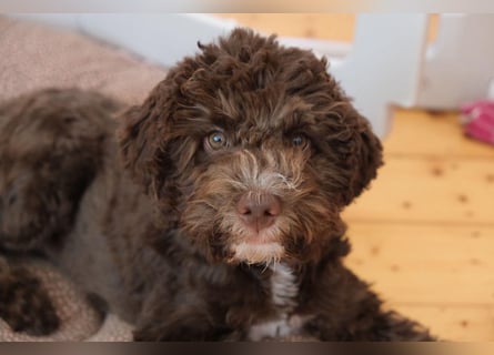 Lagotto Romagnolo Hündin mit LRWD e.V./ VDH Papieren