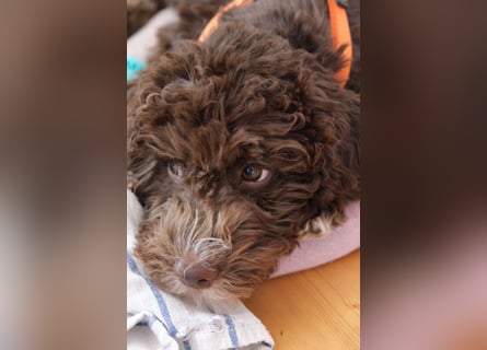 Lagotto Romagnolo Hündin mit LRWD e.V./ VDH Papieren