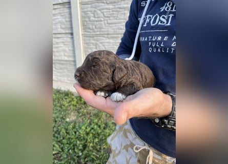 Lagotto Romagnolo – Hochwertige Welpen aus der registrierten Zuchtstätte King of the Truffles