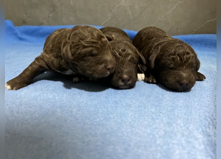 Lagotto Romagnolo – Hochwertige Welpen aus der registrierten Zuchtstätte King of the Truffles