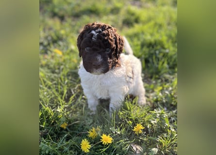 Lagotto Romagnolo – Hochwertige Welpen aus der registrierten Zuchtstätte King of the Truffles