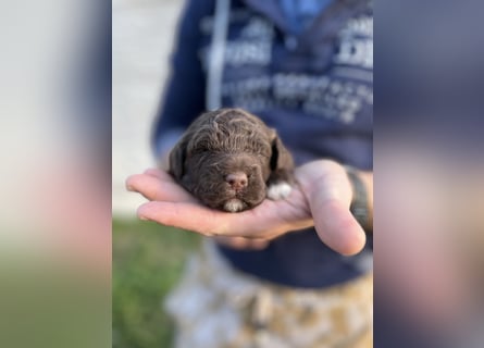 Lagotto Romagnolo – Hochwertige Welpen aus der registrierten Zuchtstätte King of the Truffles