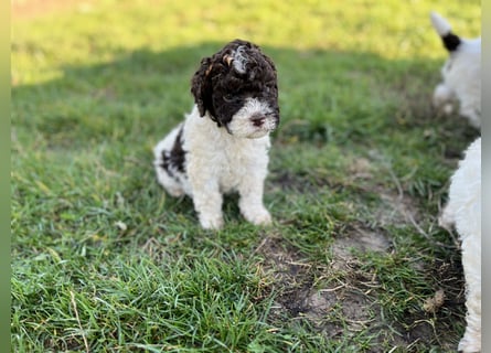 Lagotto Romagnolo – Hochwertige Welpen aus der registrierten Zuchtstätte King of the Truffles